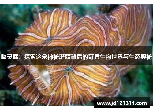 幽灵菇：探索这朵神秘蘑菇背后的奇异生物世界与生态奥秘
